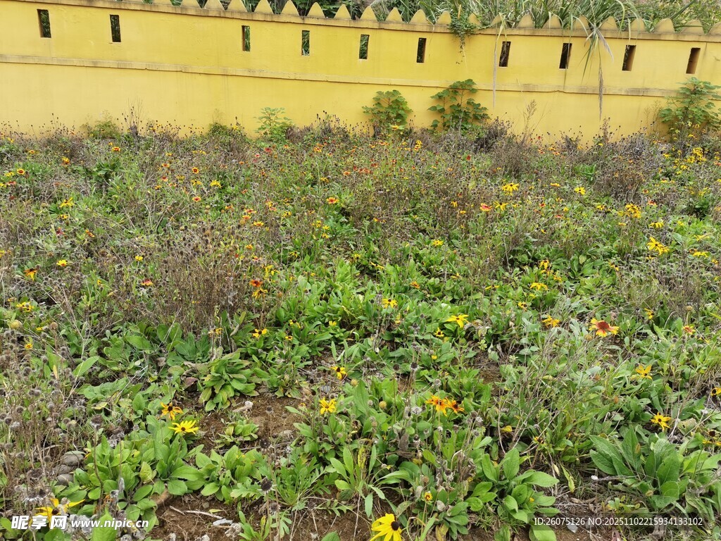 墙边繁茂的杂草与小花