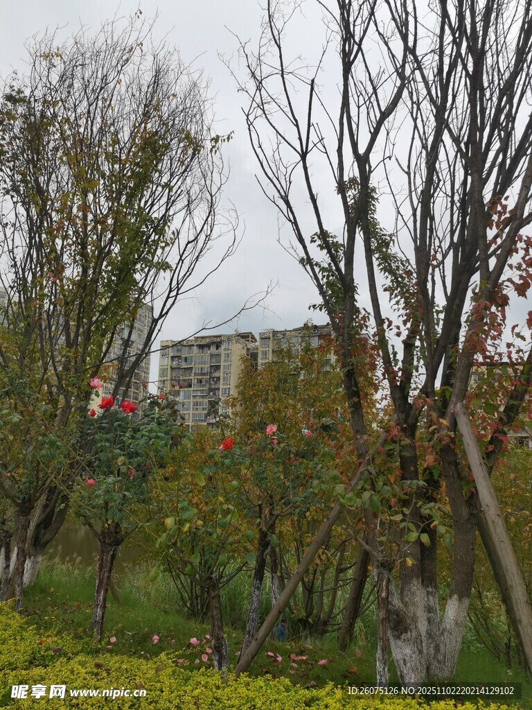 城市公园绿植景观