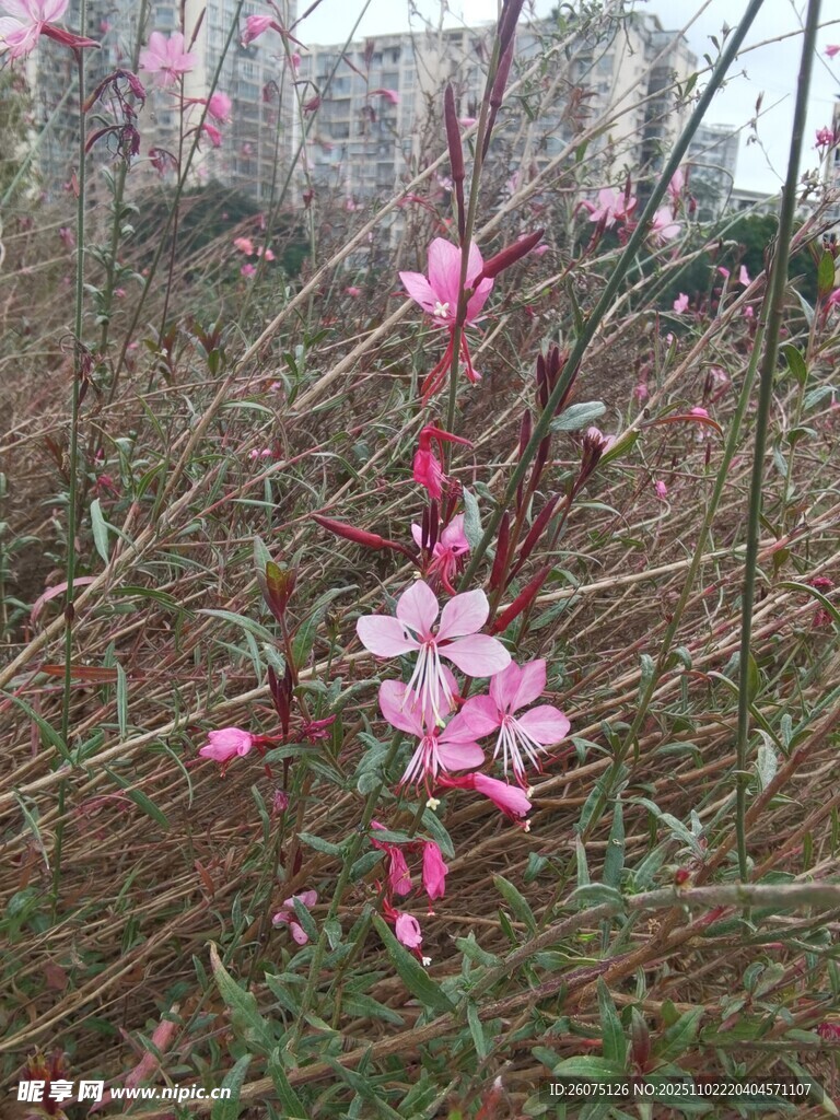 枝头绽放的粉嫩桃花
