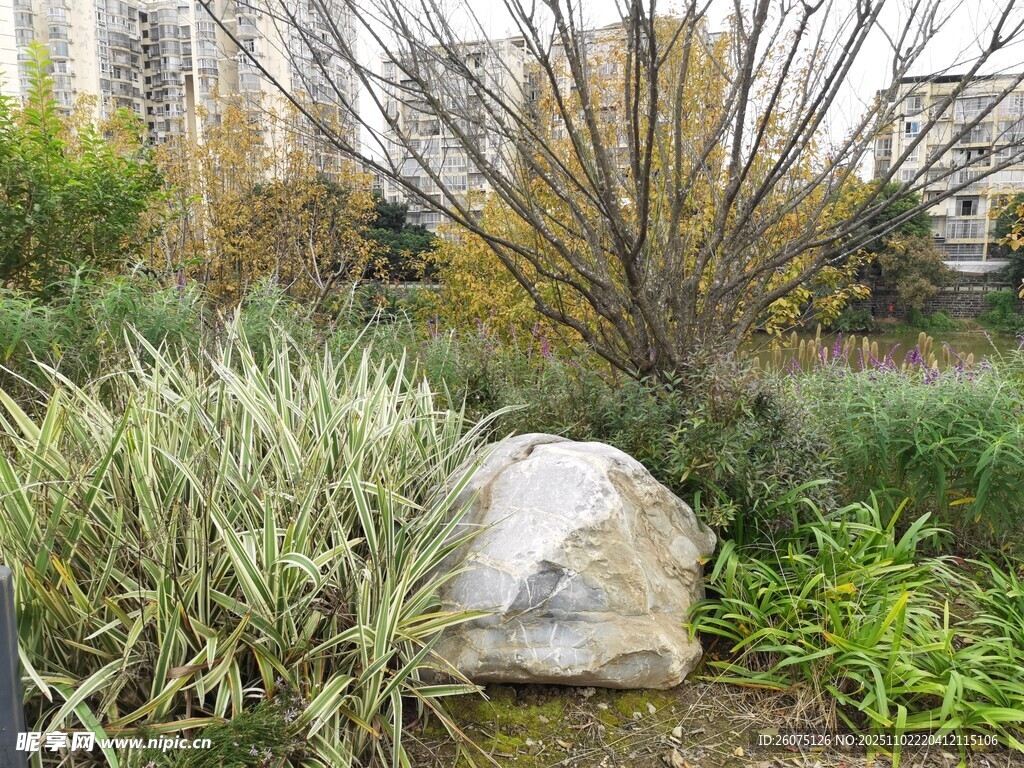 花园中的巨石与绿植