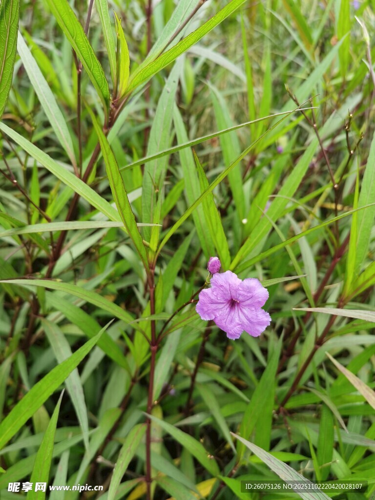 绿叶丛中的紫色小花