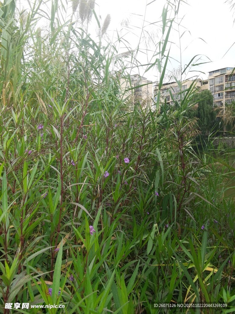 野外繁茂的绿色植物景观