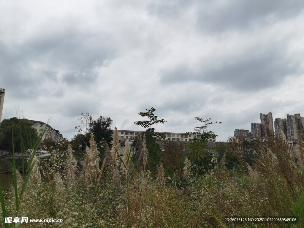 野外荒草地与远处建筑景观