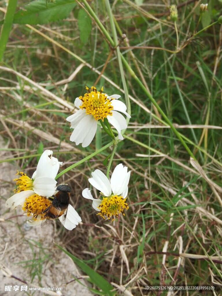 草地上的白色小花