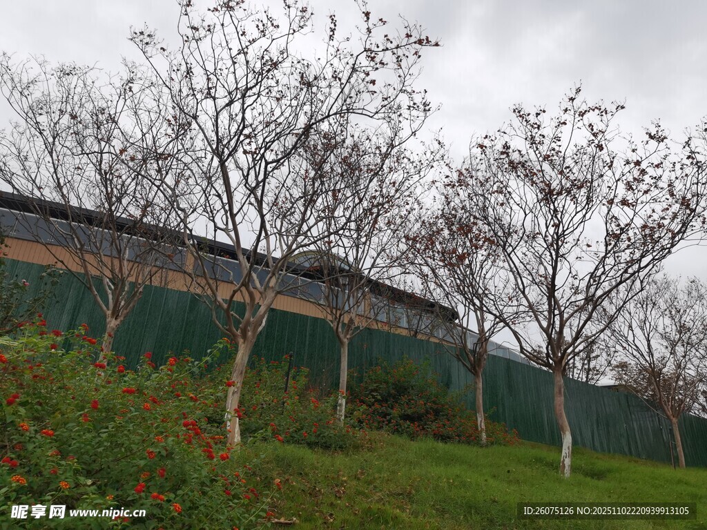 墙边树木与草地景观