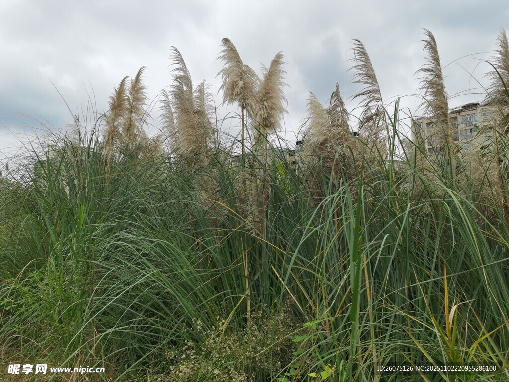 野外摇曳的蓬松芦苇丛
