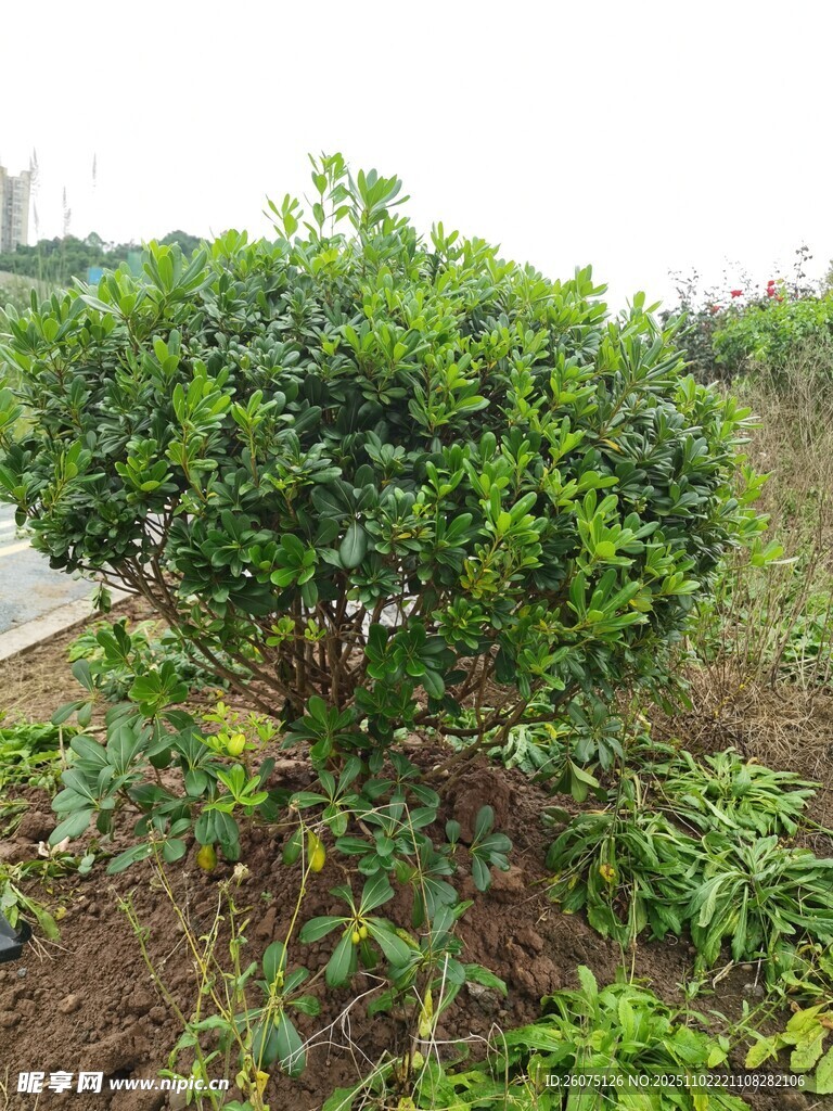 球形绿植生机盎然的景观