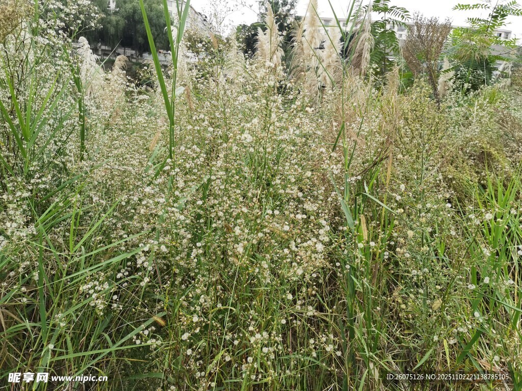 野外茂密的白色芦苇丛