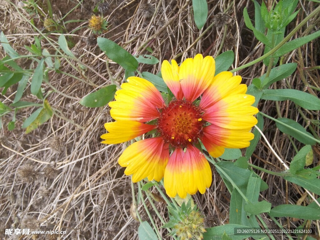艳丽天人菊绽放于草地