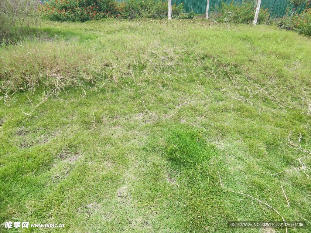 绿意盎然的户外草地场景