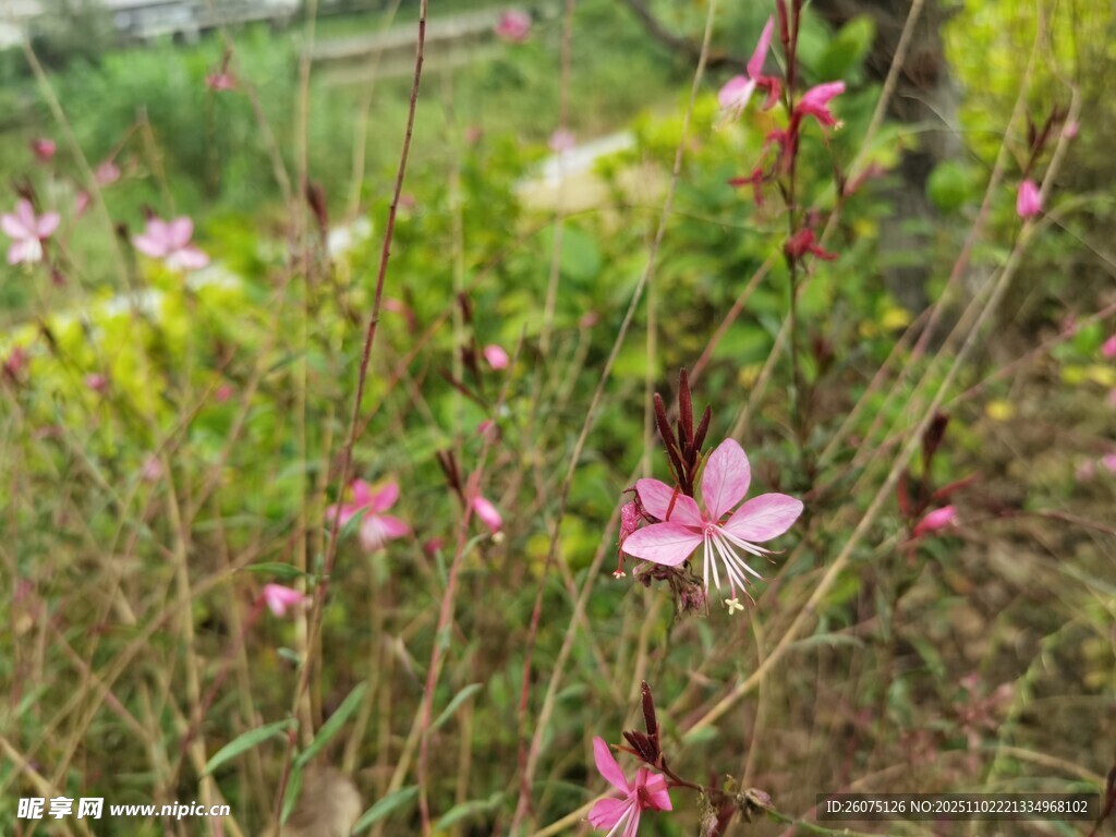 草丛中的粉色小花