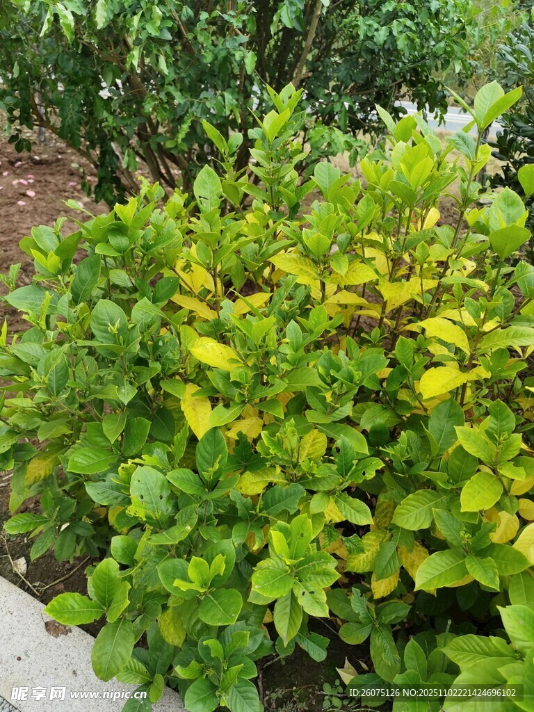 绿叶繁茂的多彩灌木丛