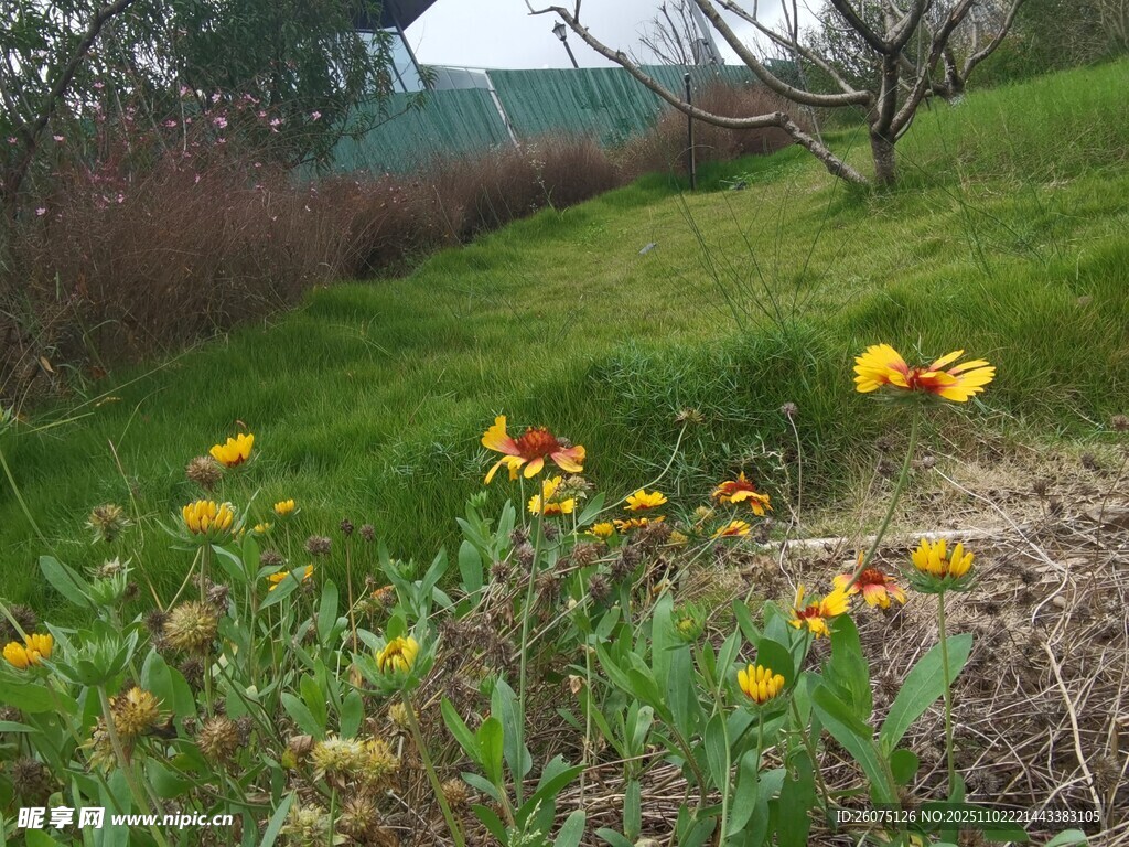 山坡上绽放的多彩小花