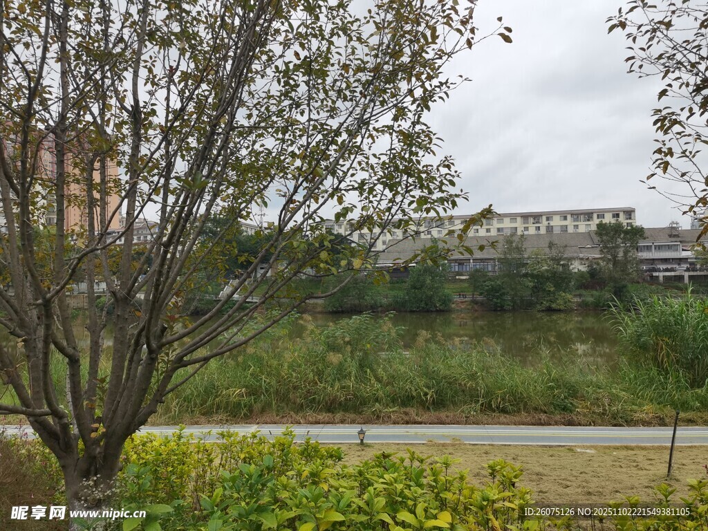 郊外自然风景树木与草地