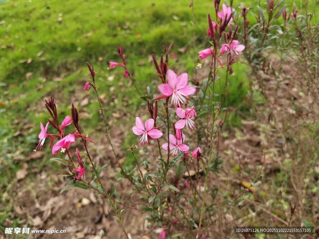 粉色小花绽放于绿地间
