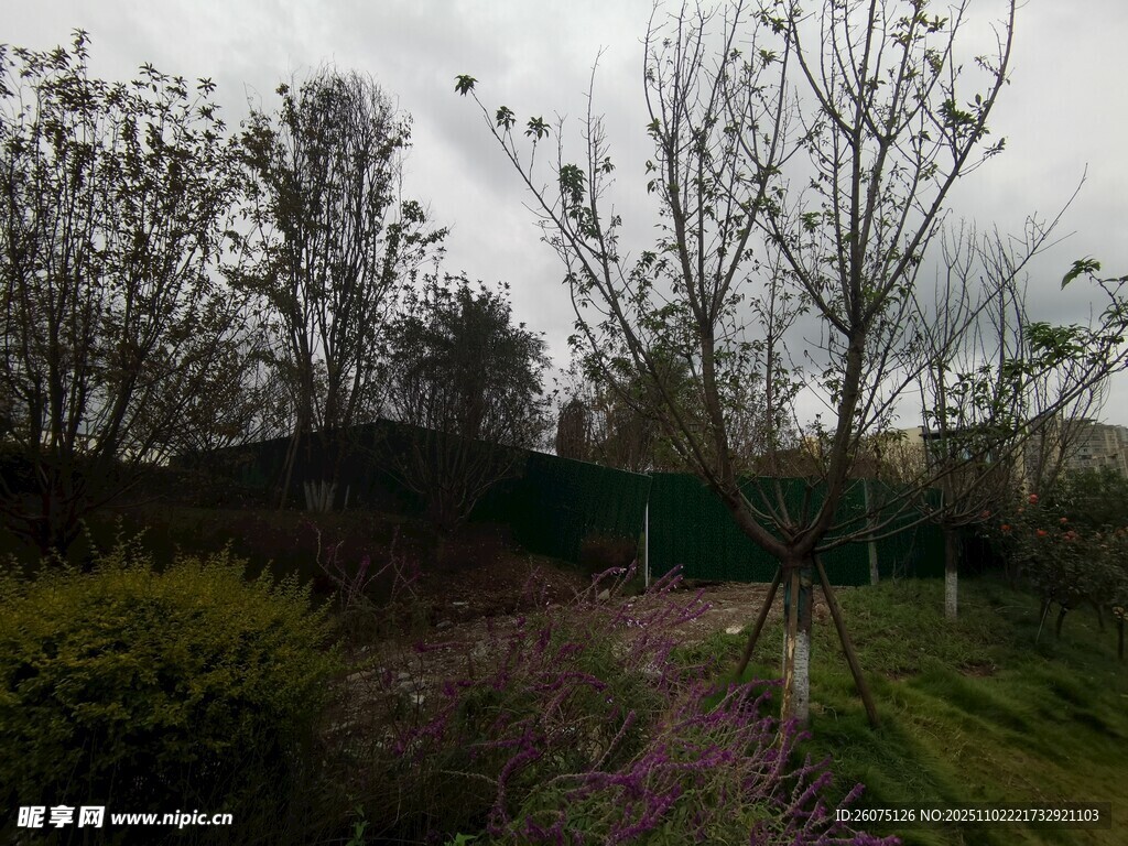 郊外多彩花草树木景观