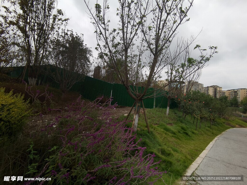 路边多彩植物景观