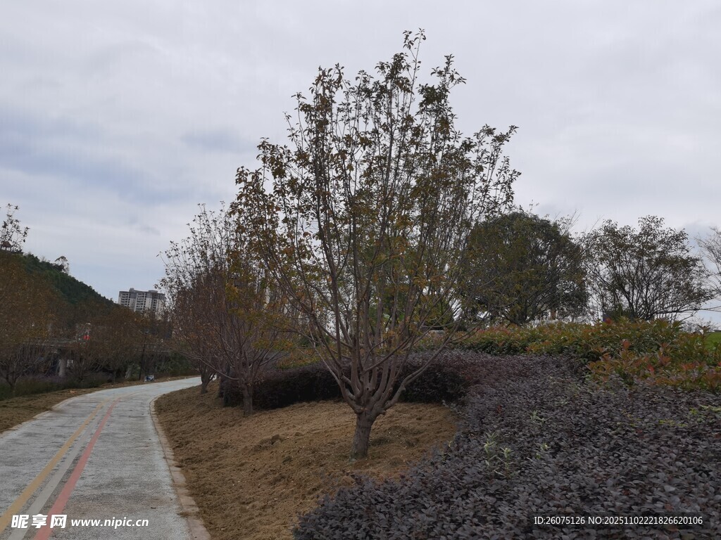 乡村小径旁的树木景观