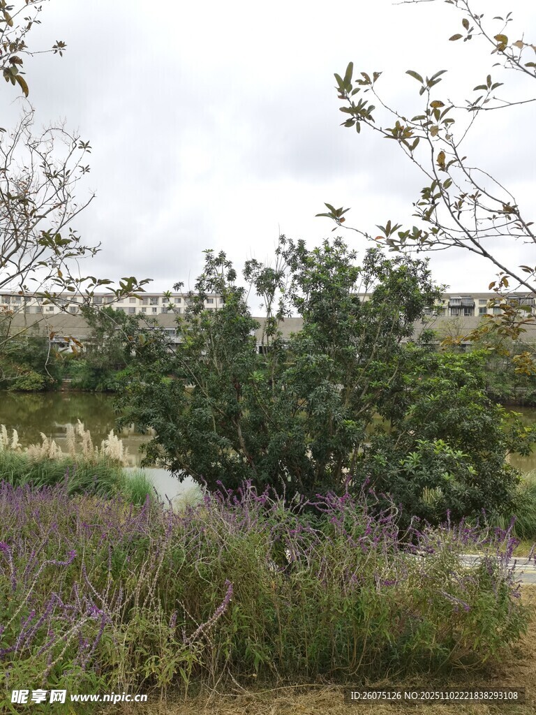 野外自然景观绿植与天空