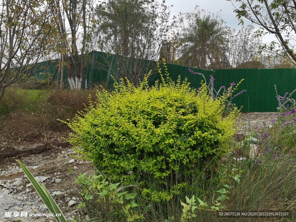 绿意盎然的户外植物景观