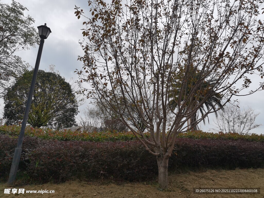 户外光秃树木与路灯景观