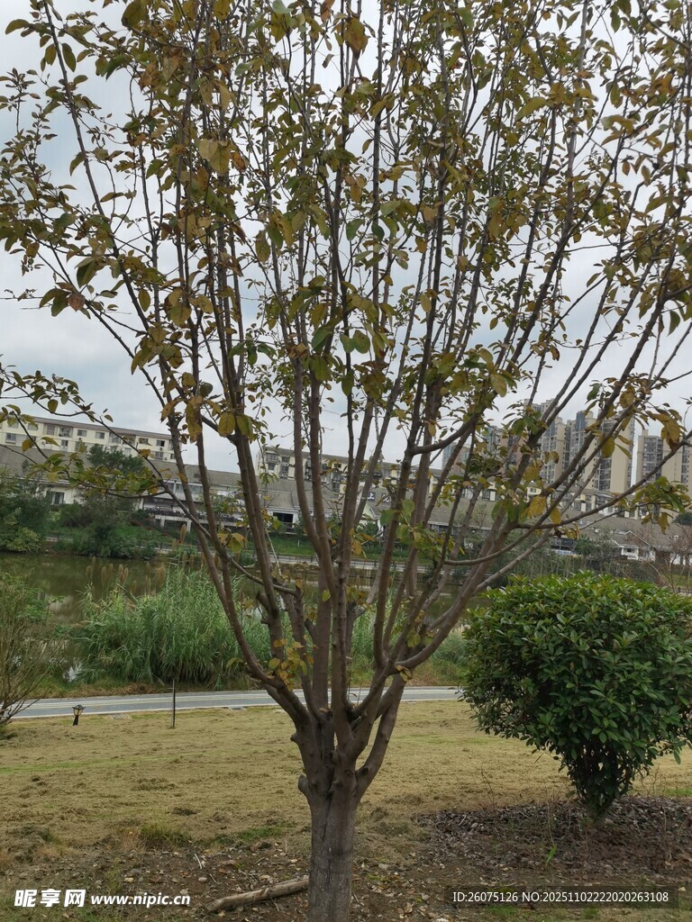 户外单棵树木及周边景致