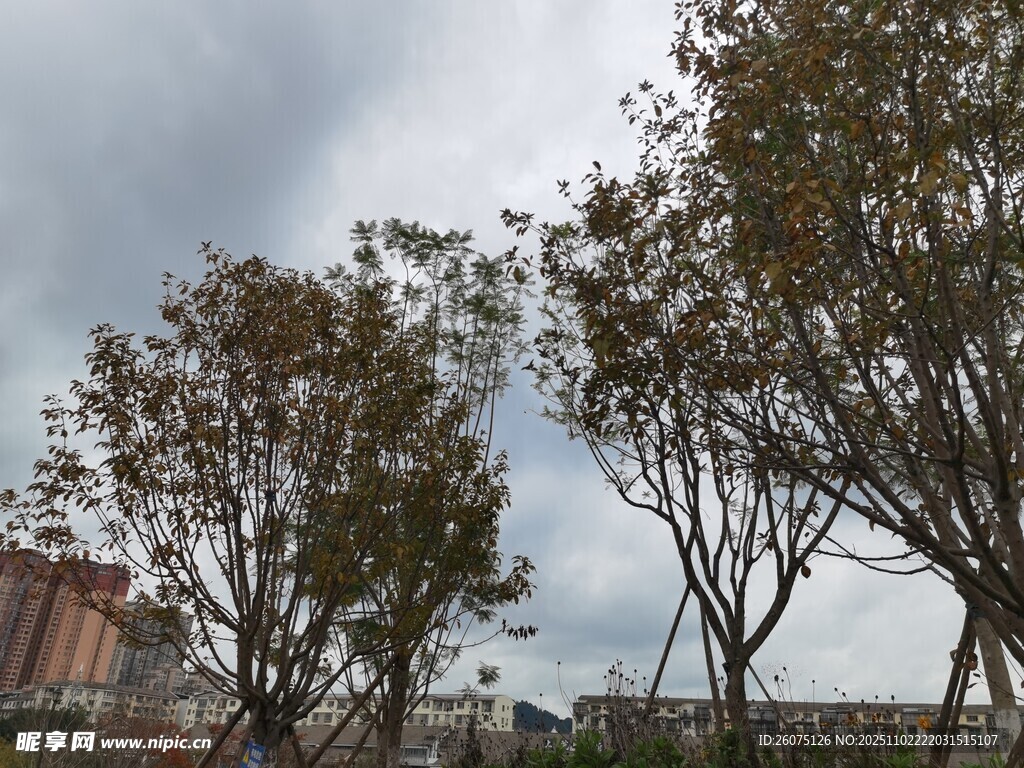城市中树木与阴沉天空