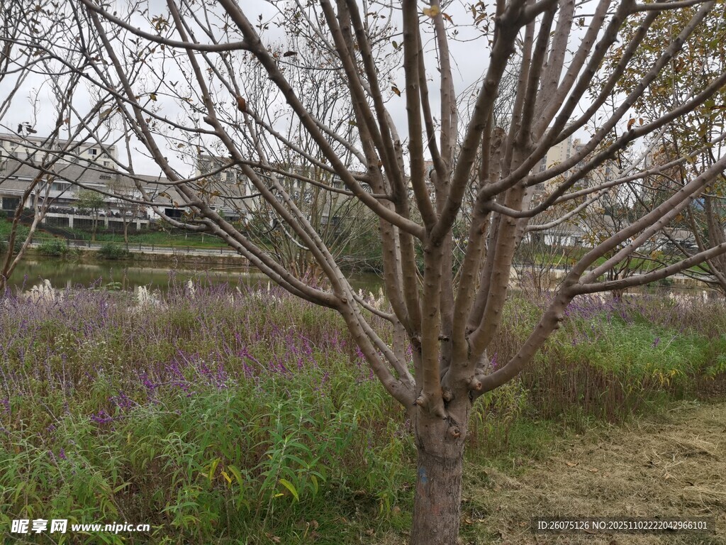 冬日枯树周边绿植相伴