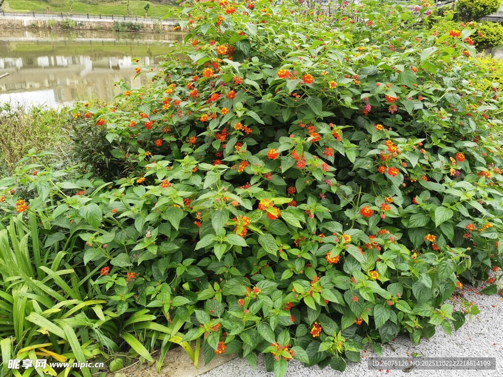 绿叶间点缀的橙色小花