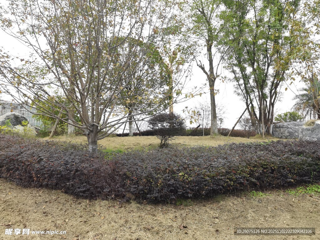 户外园林景观绿植场景