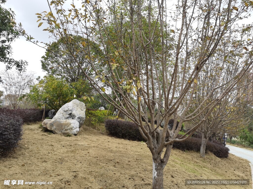 园林景观中的树木与巨石