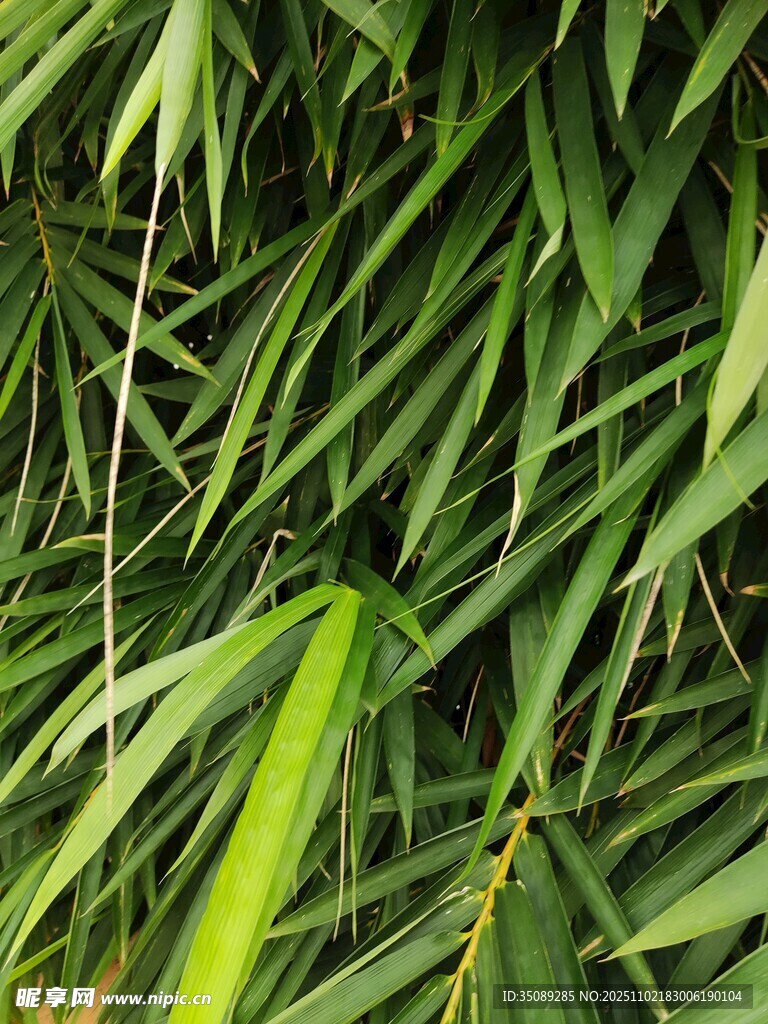 翠绿竹叶特写