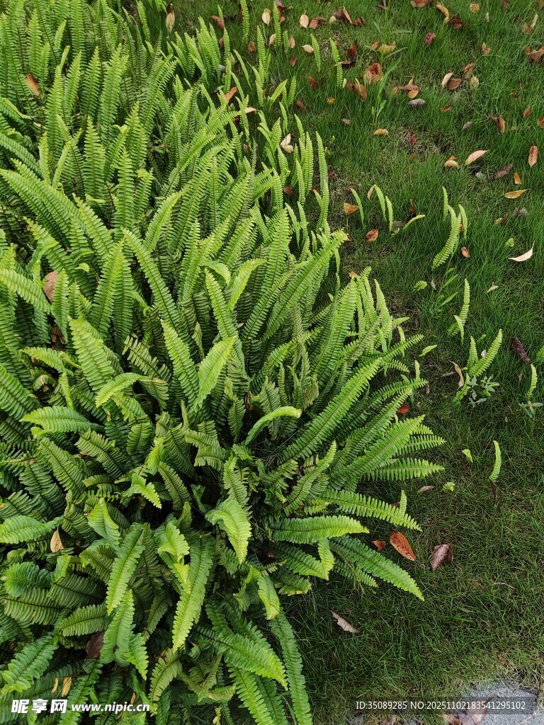 翠绿茂盛的绿植景观