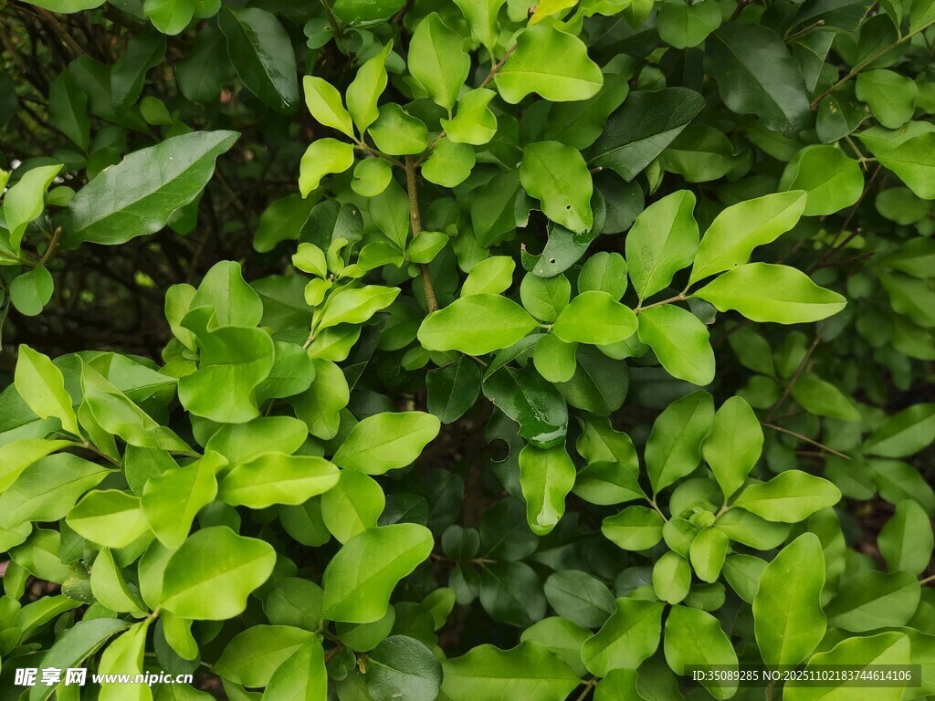 翠绿繁茂的清新植物叶片