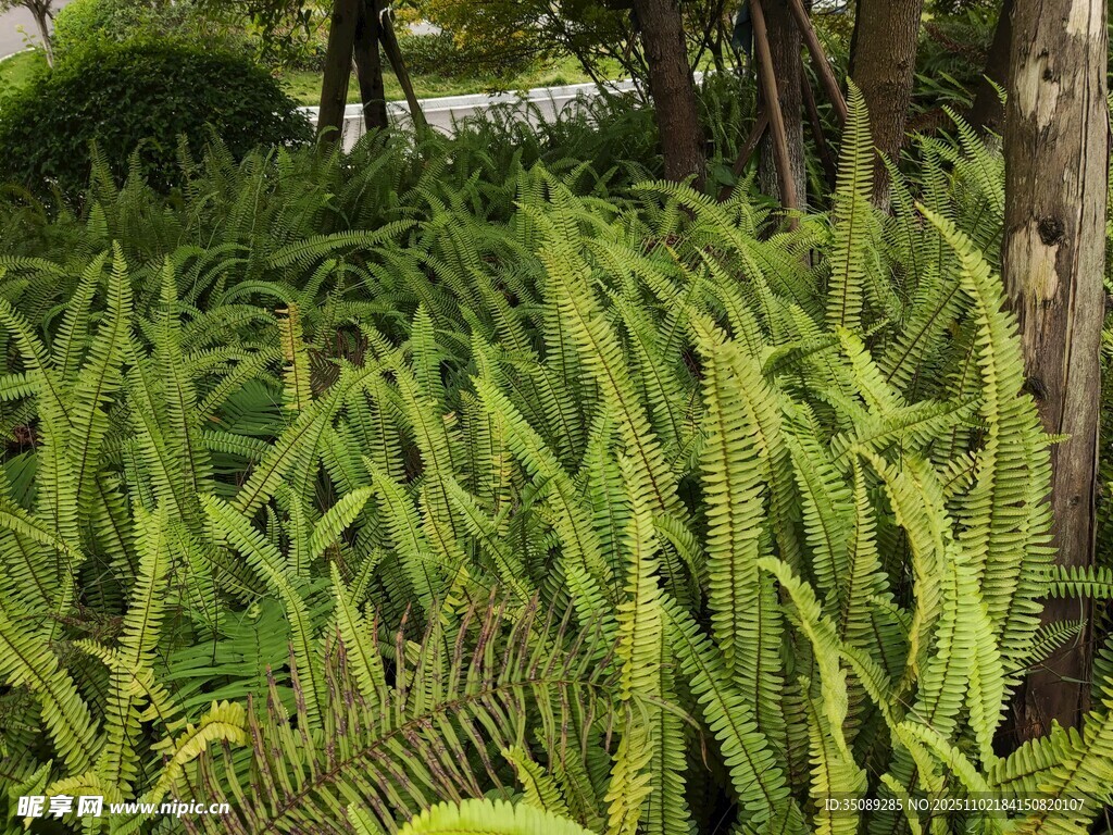 翠绿蕨类植物景观