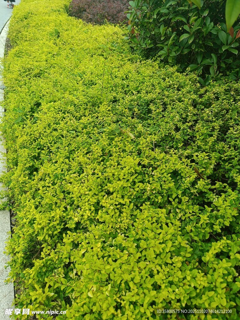 翠绿繁茂的低矮绿植景观
