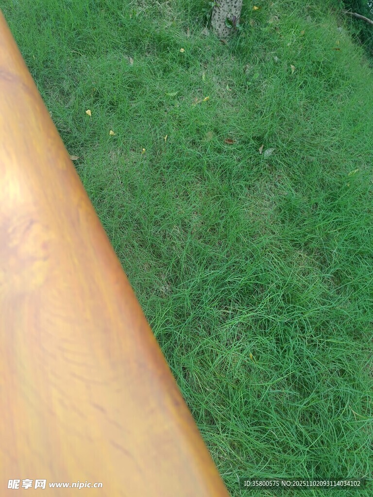 黄色物体旁的翠绿草地