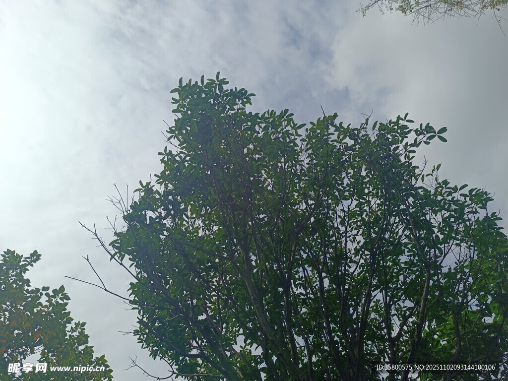 仰视茂密绿树与天空