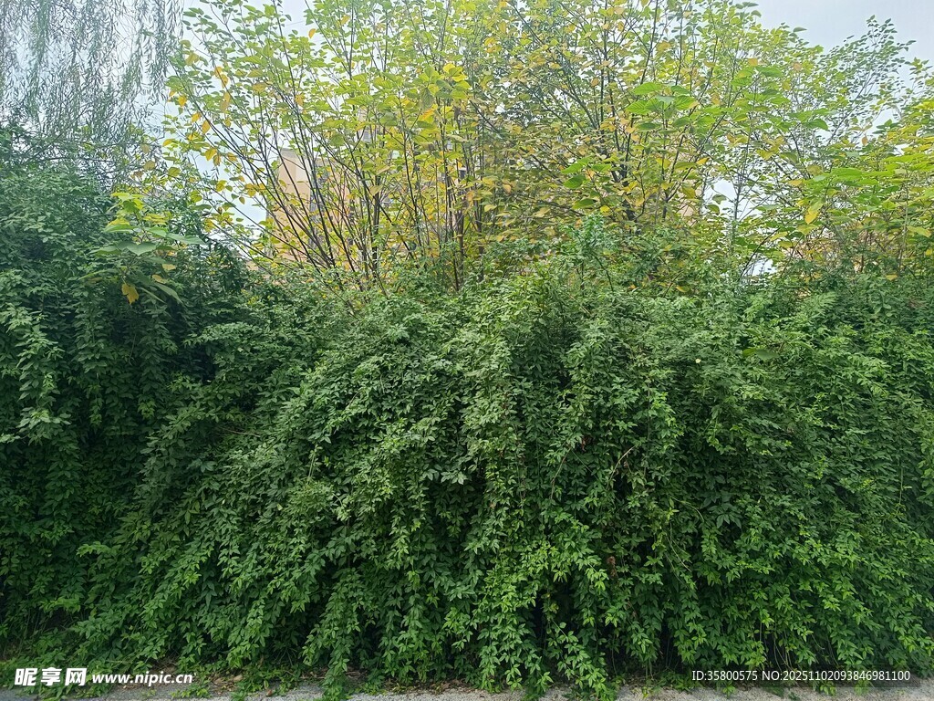 繁茂绿植景观