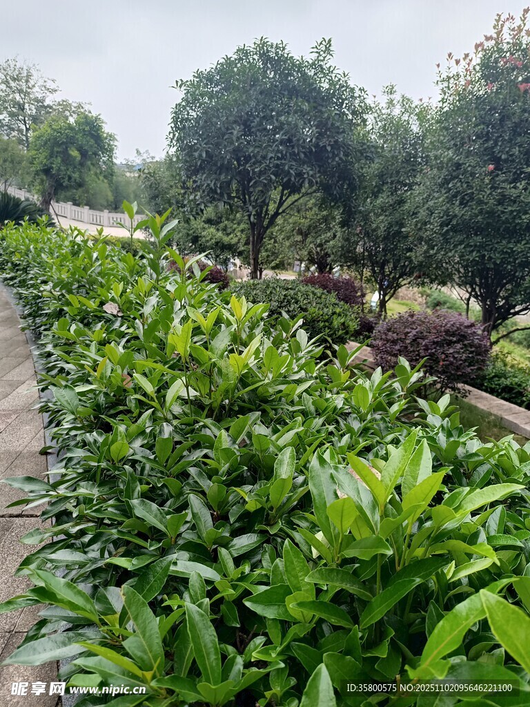 绿意盎然的植物种植园