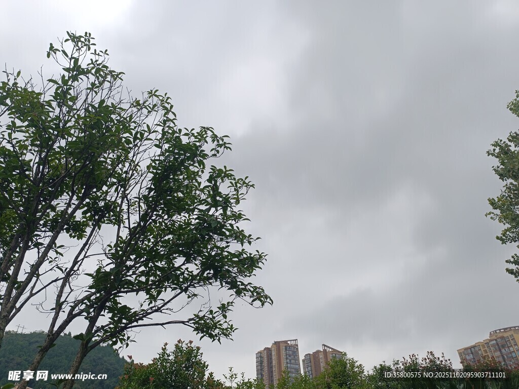 阴天中的绿树与远处建筑