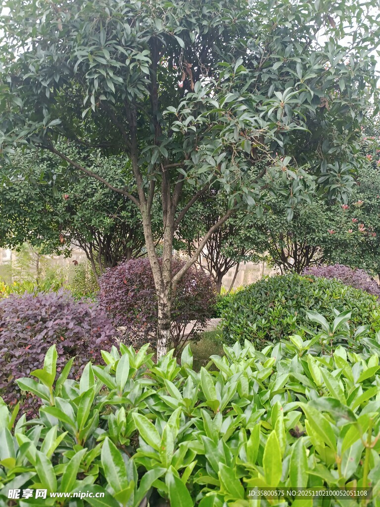 绿意盎然的植物景观