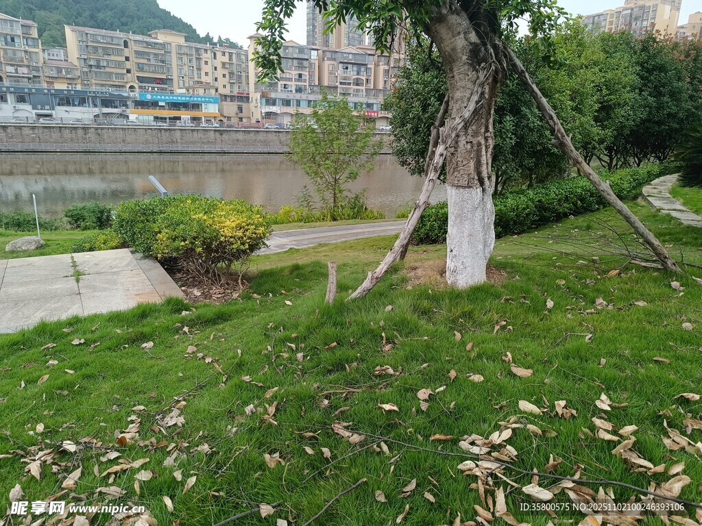 城市绿地中的树木景观