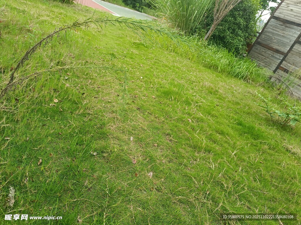 户外翠绿草地场景