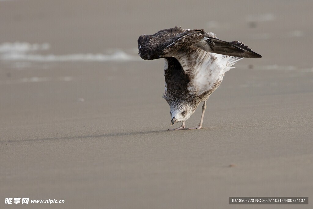 海滩上低头觅食的海鸟