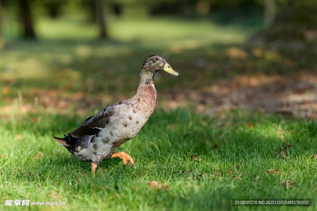 草地上行走的鸭子