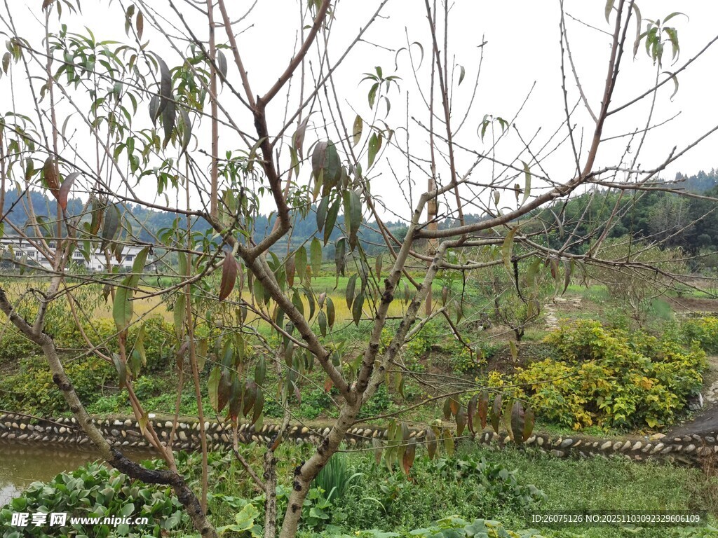 春日柳岸绿意盎然景色