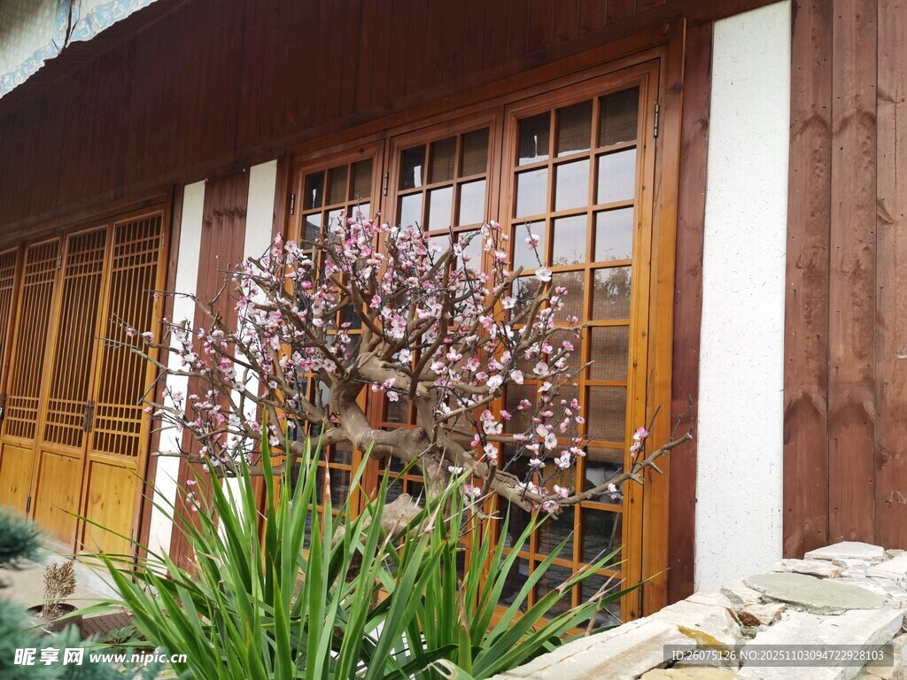 木质门前绽放的花卉