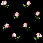 黑色背景上的粉色玫瑰花