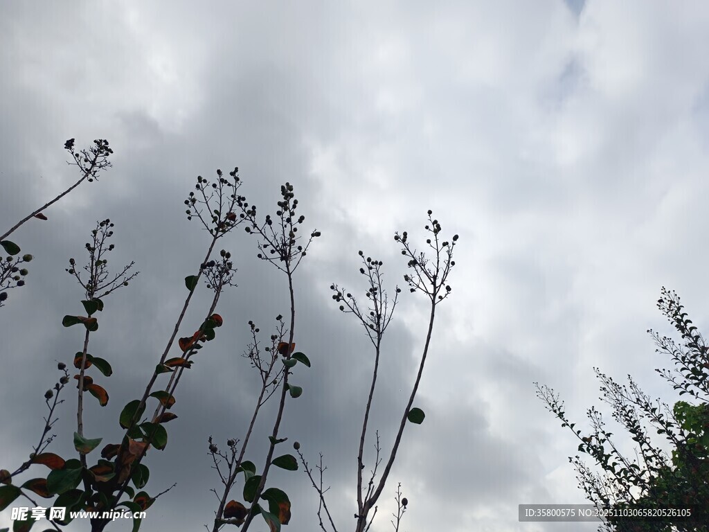 天空下的植物枝丫